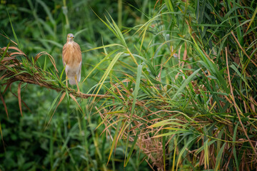 bird in the grass