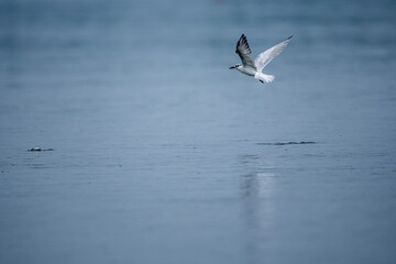 seagull in flight