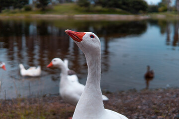 High quality photography. A blue eyed white duck with a background lake on the shore and blue sky. Nature of the park with the ducks living together.