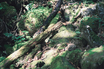 苔で覆われた岩や倒木（北海道知床）