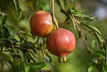 Ripe Colorful Pomegranate Fruit on Tree Branch