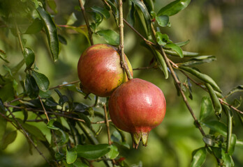 Ripe red pomegranate fruit growing on a branch in a natural environment close up