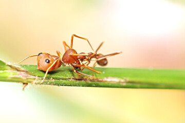 A mimic red ant spider and prey