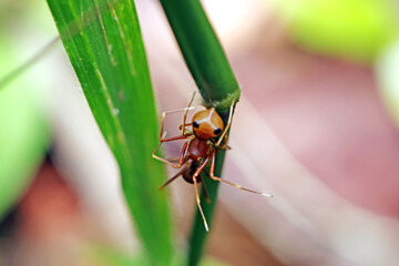 A mimic red ant spider and prey