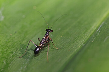 a grasshopper on a green leaf