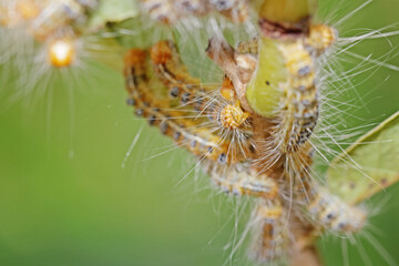 a caterpillar on a leaf