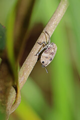 A beetle on a branch