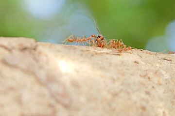 A group of red ant on the tree