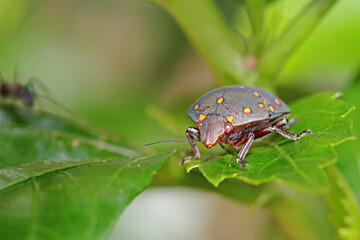 A beetle on green leaf