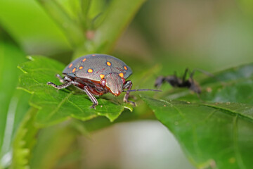 A beetle on green leaf