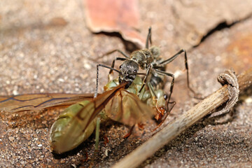 a black ant and prey on ground
