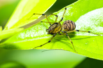 spider on leaf