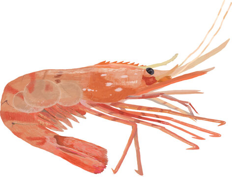 ボタン海老寿司 の画像 680 件の Stock 写真 ベクターおよびビデオ Adobe Stock