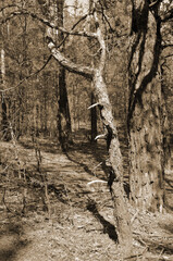 Fototapeta na wymiar Forest near Kiev at spring