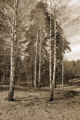 Forest near Kiev at spring
