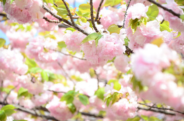 pink double cherry blossoms in Japanese spring