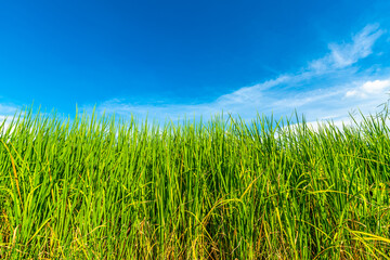 Rice field green grass with field cornfield or in Asia country agriculture harvest with air atmosphere bright blue sky background abstract clear texture with white clouds.