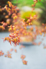Japanese red maple plant outdoor at shallow depth of field
