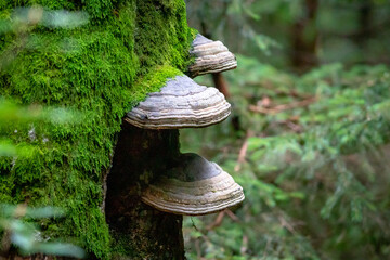 Mushroom Polyporus in the natural environment in National Park Sumava, Czech Republic.
