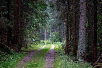 Path in the forest in National Park Sumava, Czech Republic.