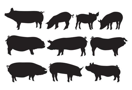 Swine pig, farm animal bundle stencil templates © Elenapro