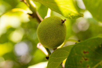 walnut about to ripen on the branch of the walnut tree in early autumn