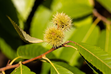 chestnut about to ripen on the chestnut tree branch in early autumn