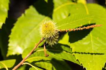 chestnut about to ripen on the chestnut tree branch in early autumn