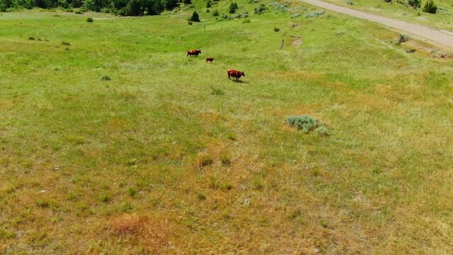 Beefmaster Cows And Calves Roaming On Green Pasture In Summer. aerial drone
