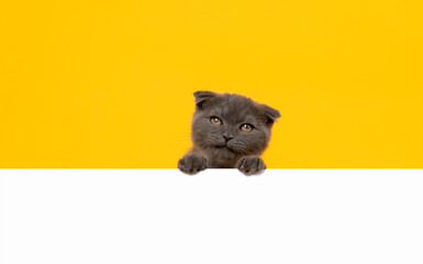 Small blue-black kitten head with paw up on blank white paper, cat Scottish fold breed on orange background. for advertising signs.