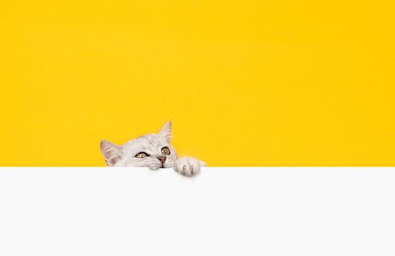 Small white kitten head with black stripes, paw up on blank white paper, cat Scottish fold breed on orange background. for advertising signs.