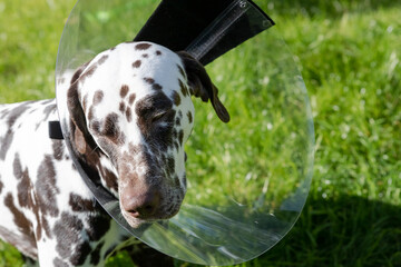 dalmatian dog wearing Elizabethan plastic cone medical collar around neck for anti-bite wound protection on green grass meadow.Sick dog after surgery. closeup pet outdoor.buster collar