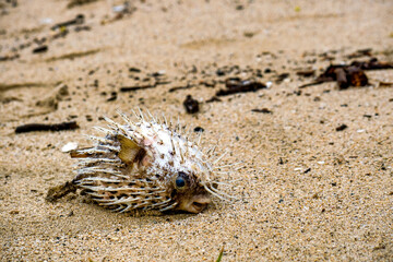 Dead puffer fish on the beach on the sand With copyspace