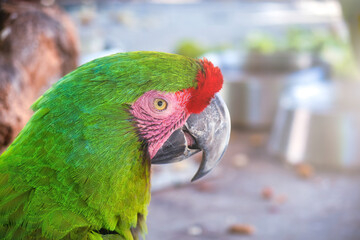 Macaw green Ara militaris closeup with copyspace