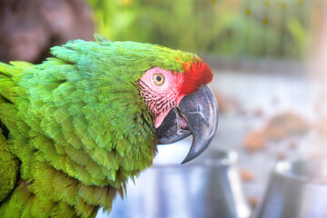 Macaw green Ara militaris closeup with copyspace