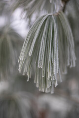 Close-up of hoarfrost crystals on branches and needles of a pine tree