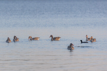 A group of greylag geese swimming in a lake in the late evening sun