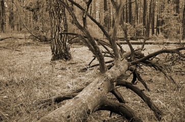 Pine forest in Kiev Region. Nature of Eastern Europe at autumn