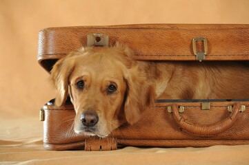 Golden Retriever, young bitch looks out of suitcase