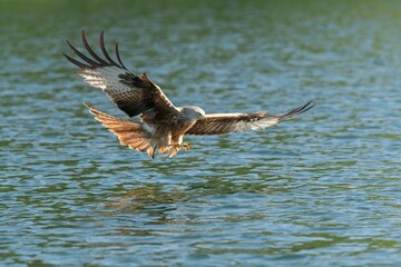 Red kite (Milvus milvus) hunting on the water, Feldberger Seenlandschaft, Mecklenburg Lake...