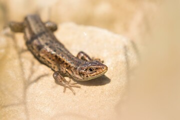 Viviparous lizard (Lacerta vivipara) on stone, Hesse, Germany, Europe