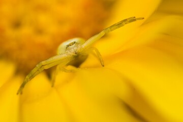 Goldenrod crab spider (Misumena vatia), in hunting position on yellow blossom, Marigold (Calendula...
