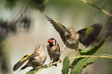 European goldfinches (Carduelis carduelis), adult bird feeding young birds, Hesse, Germany, Europe
