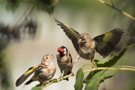 European goldfinches (Carduelis carduelis), adult bird feeding young birds, Hesse, Germany, Europe