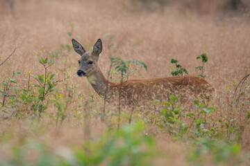 deer in the grass