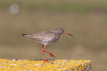 redshank