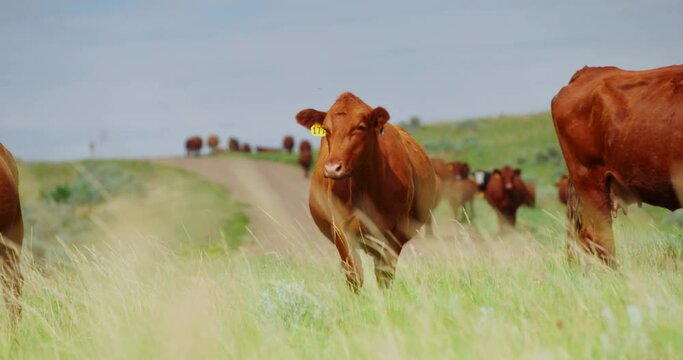 Herd Of Beefmaster Cows Standing On Grassy Pasture In North Dakota On A Sunny Day. pan left