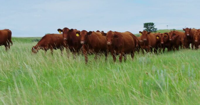 Herd Of Beefmaster Cows Standing In Grassy Pasture Field In North Dakota On A Sunny Day