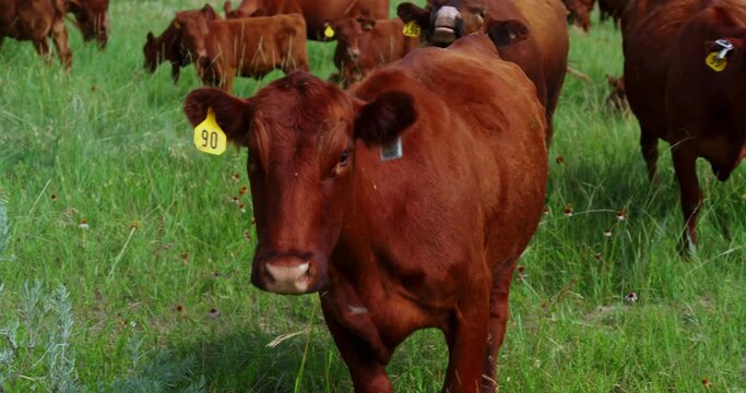 Herd Of Red Angus Cow And Calves Standing And Grazing In Grassy Ranch and One Cow Coming Towards Camera