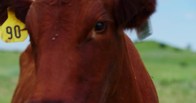 Extreme Close Up Of A Beefmaster Cow's Face With Ear Tag Camera Tilting Up in Grassy Field.